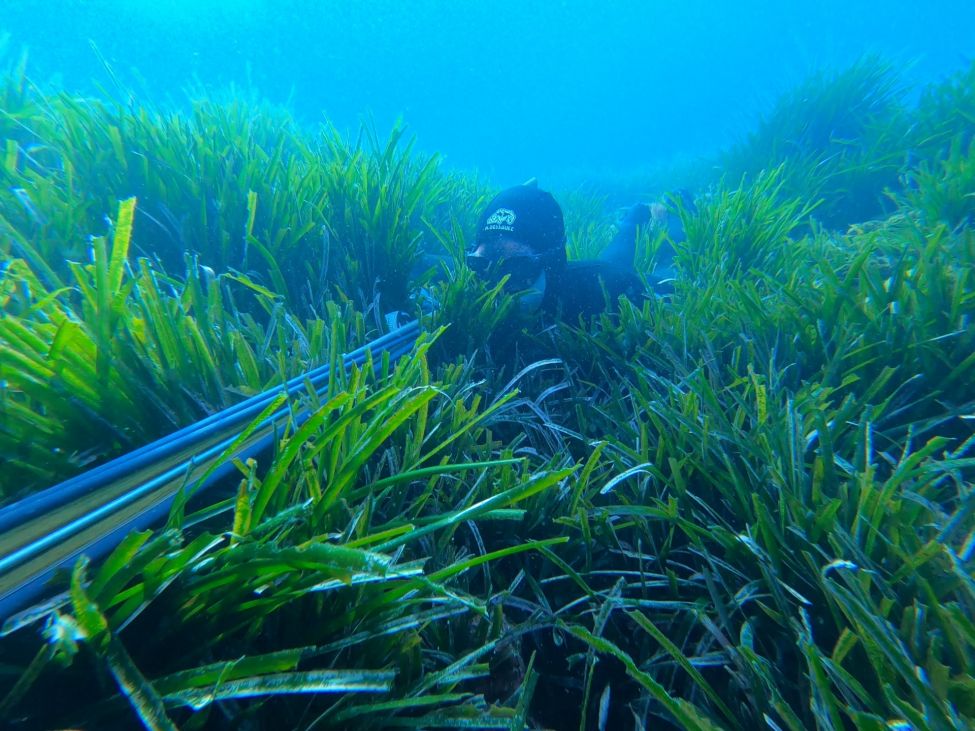 Chasse sous-marine en Provence - Les autres poissons